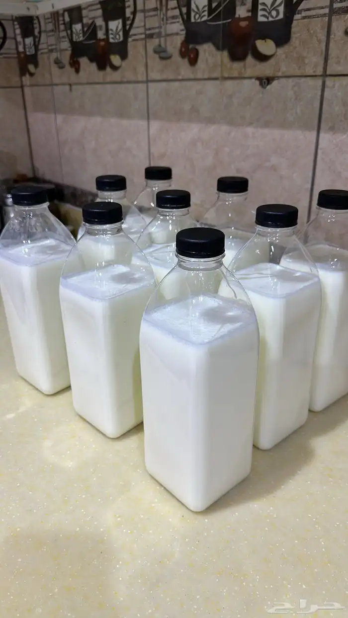 لبن أبقار مبخر 1