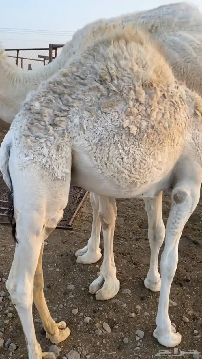 قعدان للبيع 2
