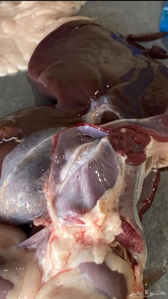 متوفر ذبايح نعيم ( تابي تمارا ) 13