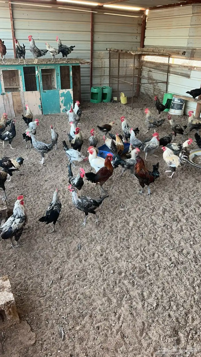 دياكه اكل وتربيه 1