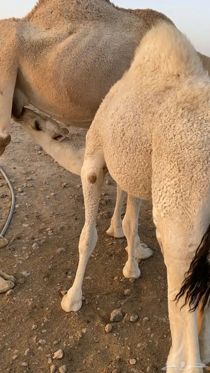 قعدان للبيع 0