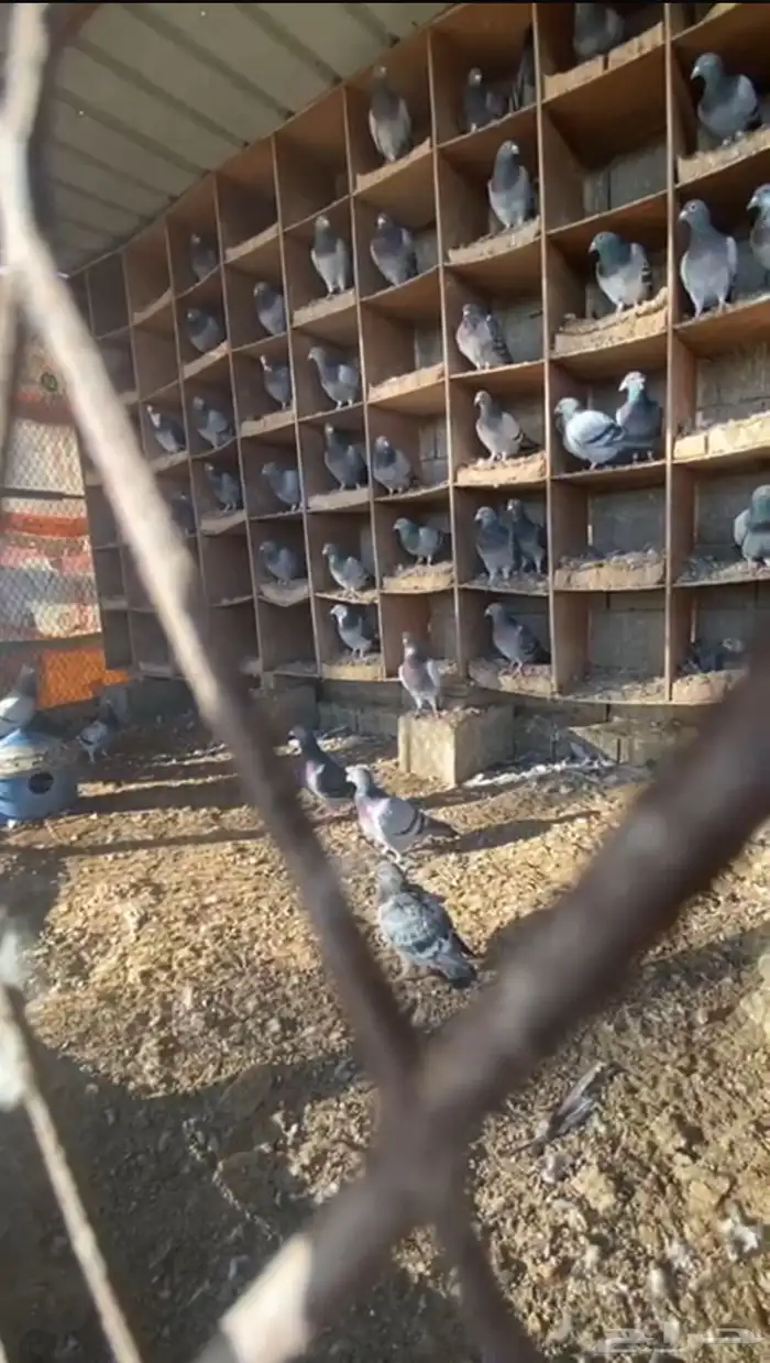دجاج حمام 2