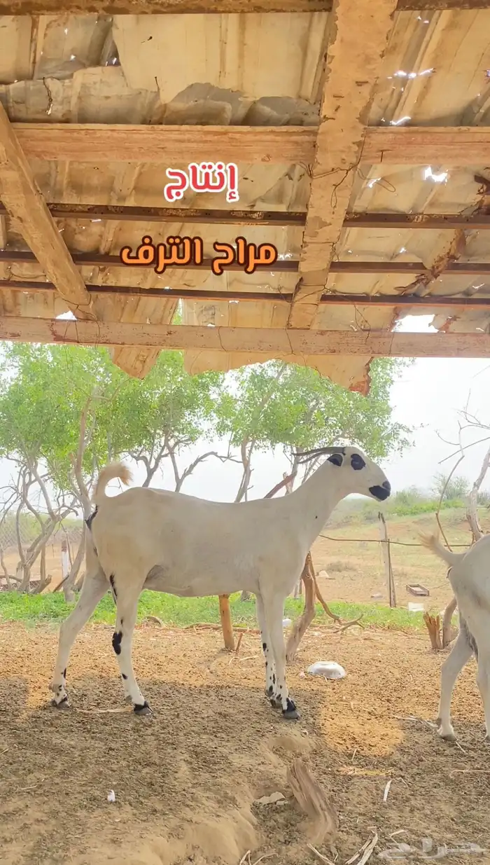 ثنتين ماعز كحل 0