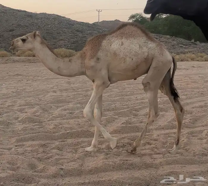قعود قصب سمين 2