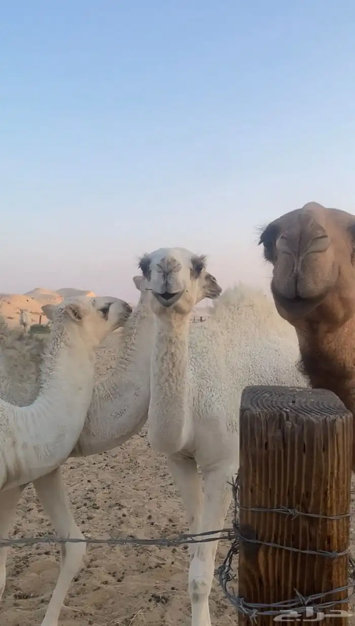 فحل منتج ساس وراس 2