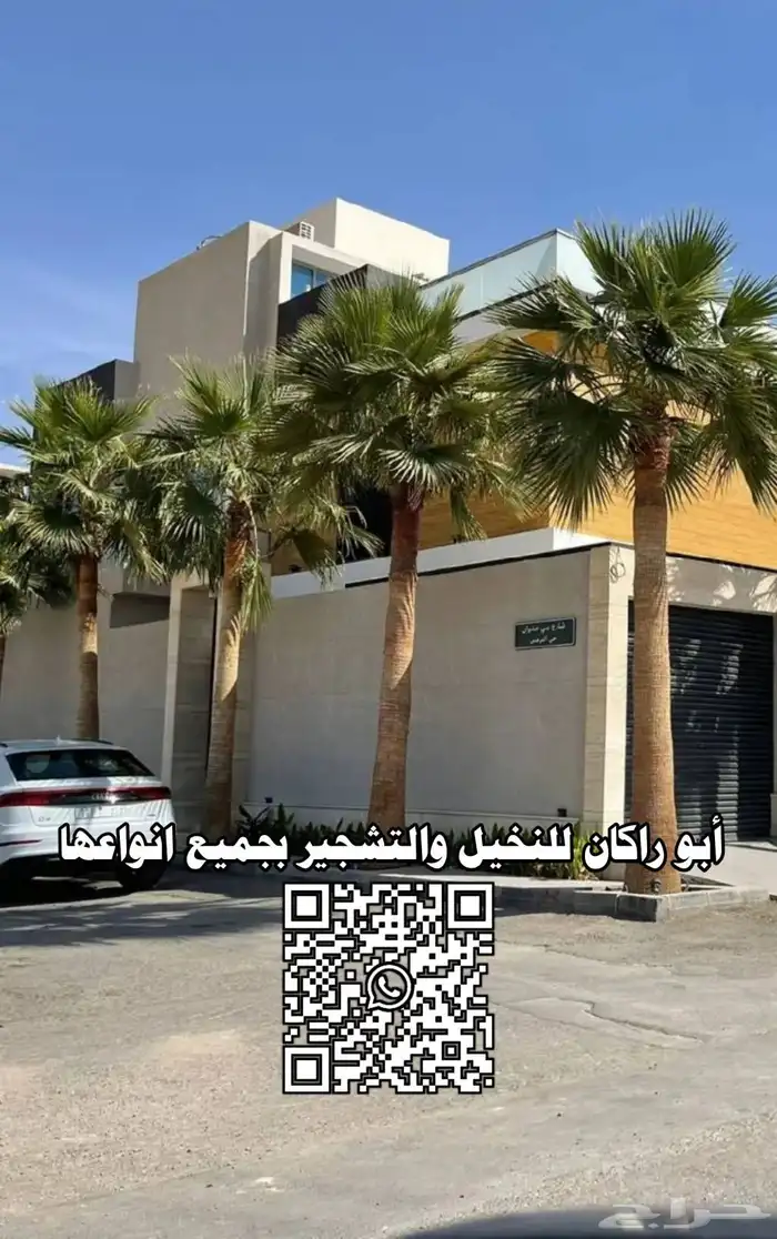 نخل واشنطونيا 0