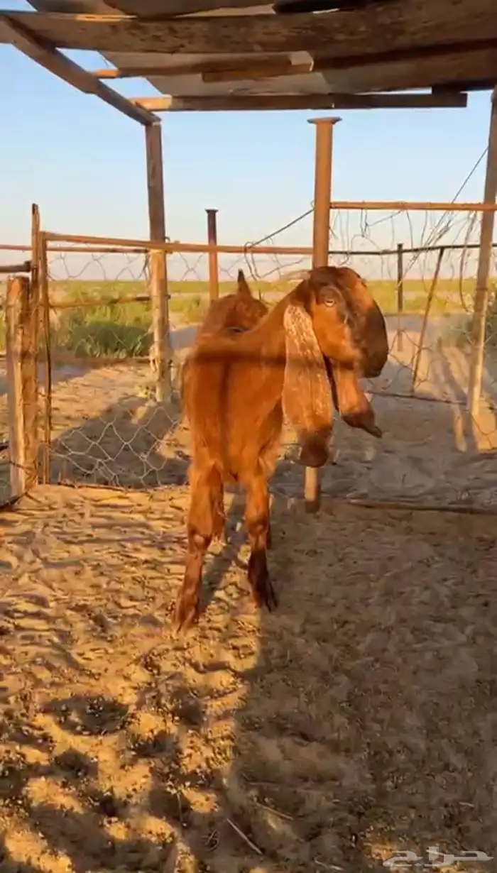 جذعه طيبه 0