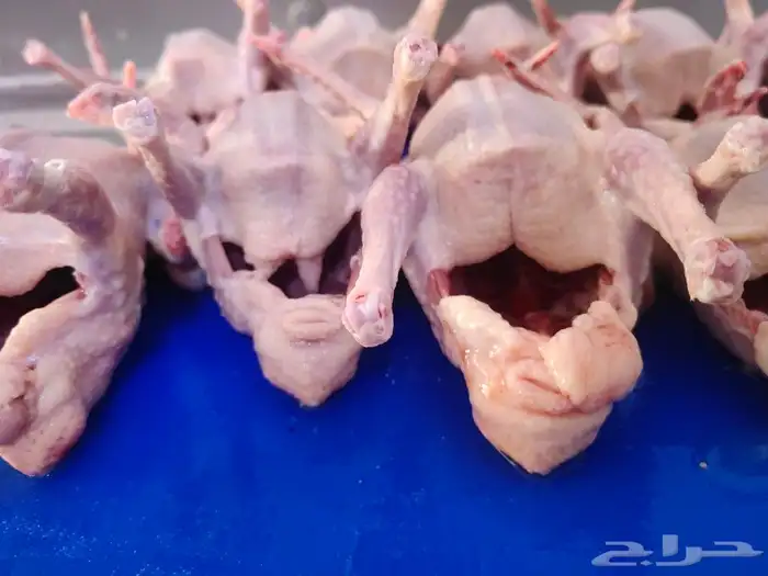 زغاليل فرنسي فاخر حجم وطعم وشحم 0