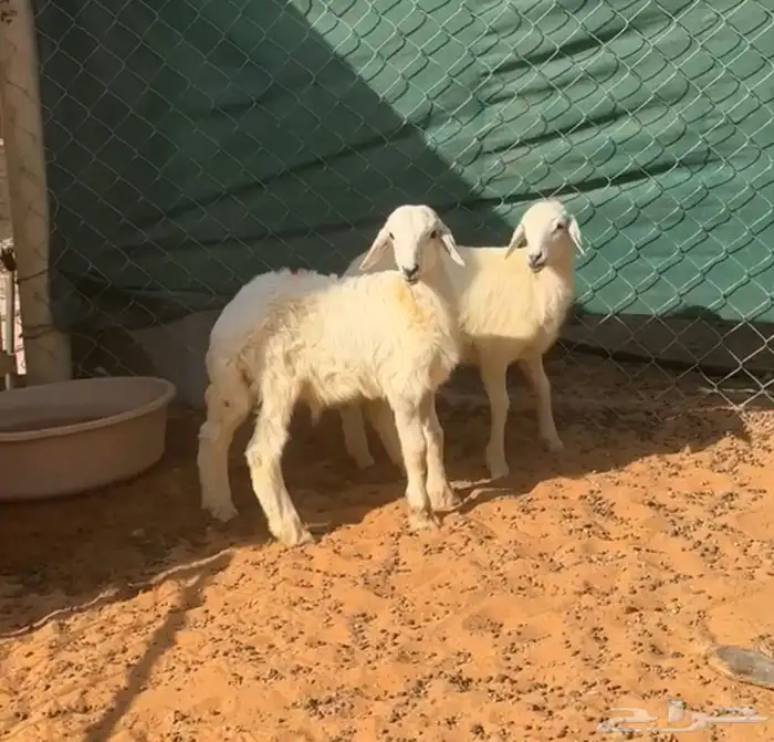 بهم حري لباني 1