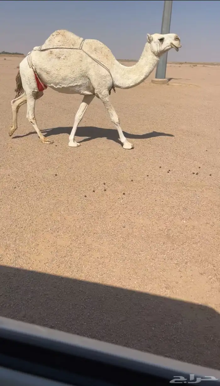 ضريبة ومنتج ومشروطه ناقة منتجه 1