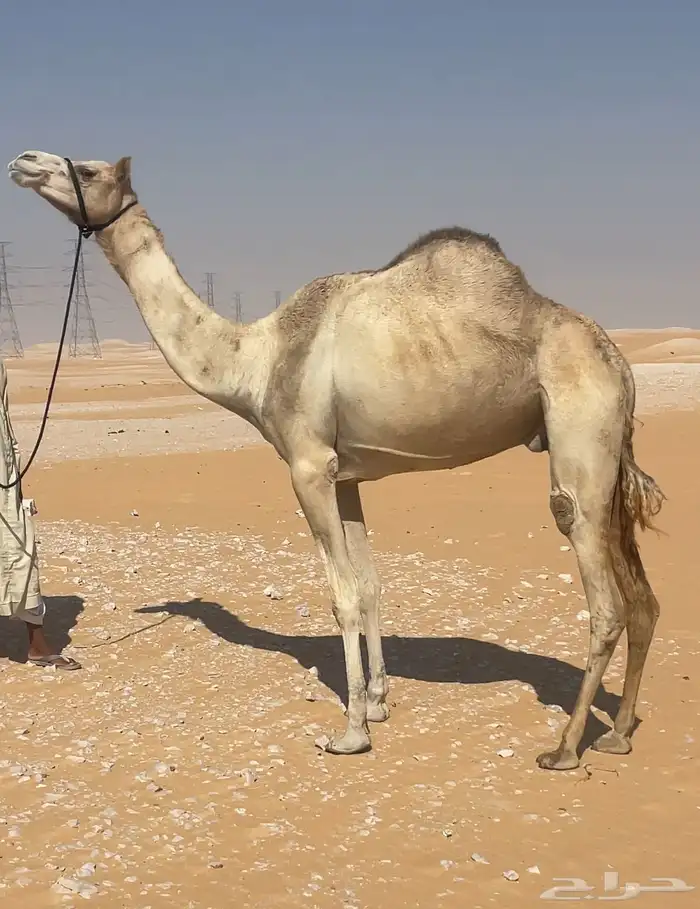 هجن سودانيه عشراء 4