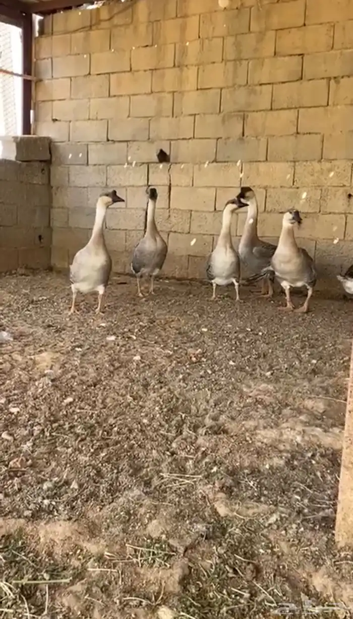 دجاج حمام 1