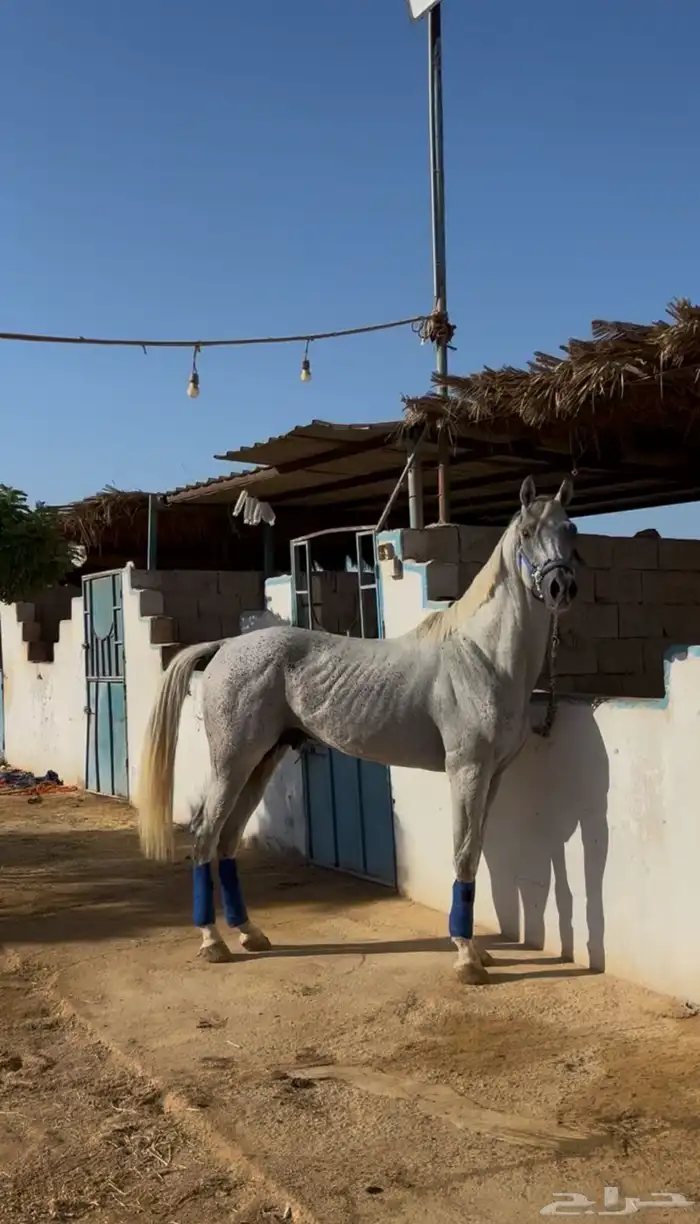 خيل شعبي 1