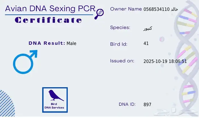 زوج كنيور منتج 4