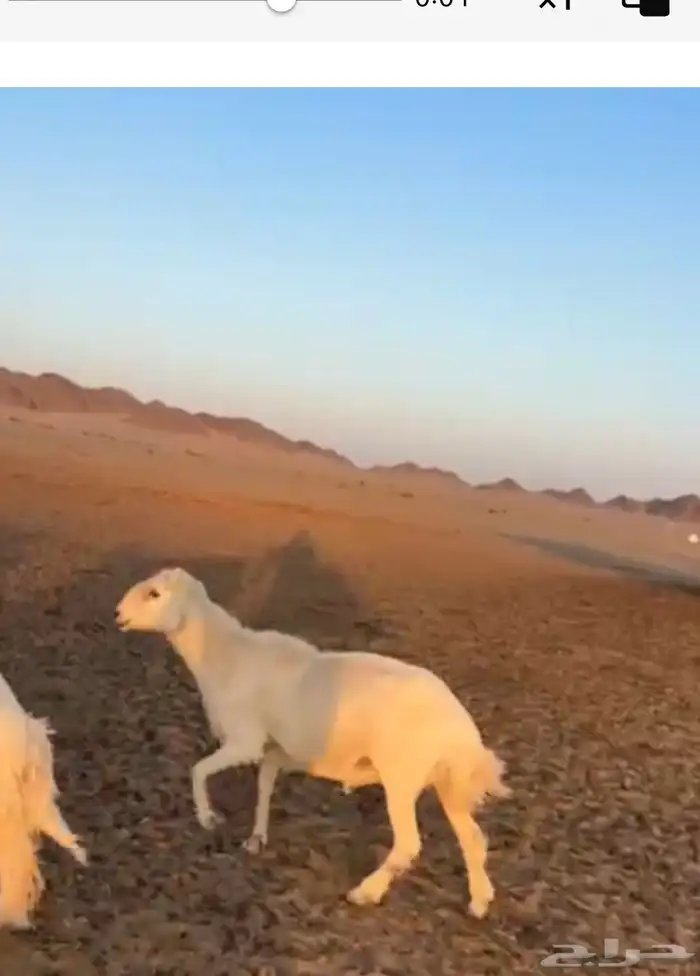 فحل حري 0