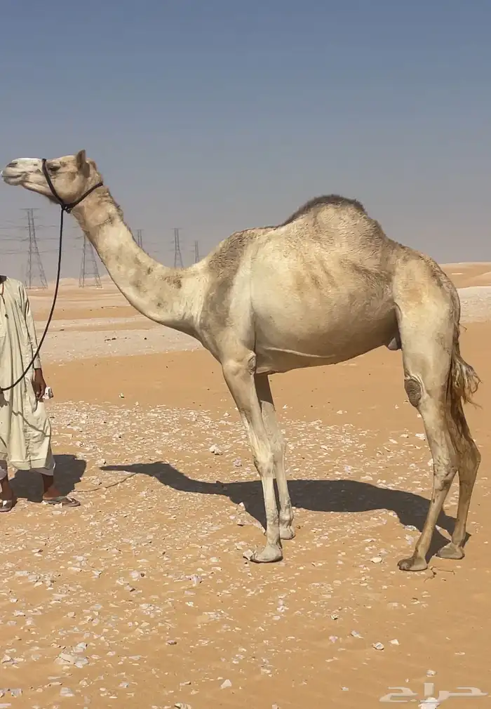 هجن سودانيه عشراء 3