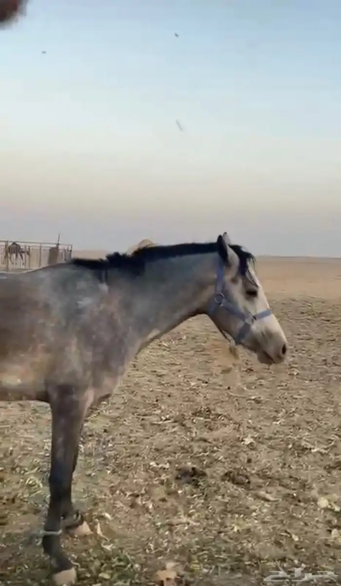حصان   شعبي 3