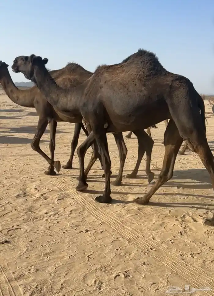 جذعه حايل ناقه 0