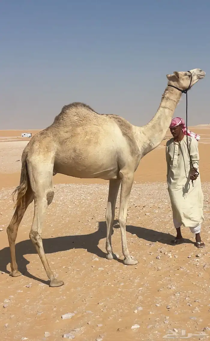 هجن سودانيه عشراء 1