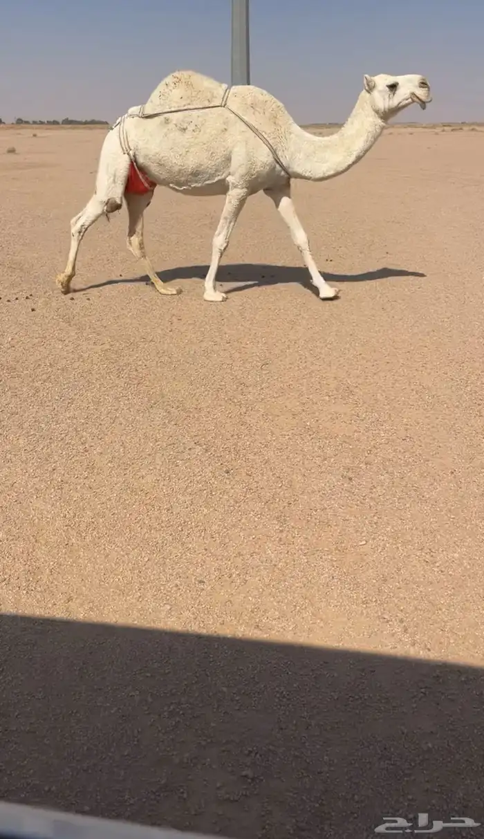 ضريبة ومنتج ومشروطه ناقة منتجه 0