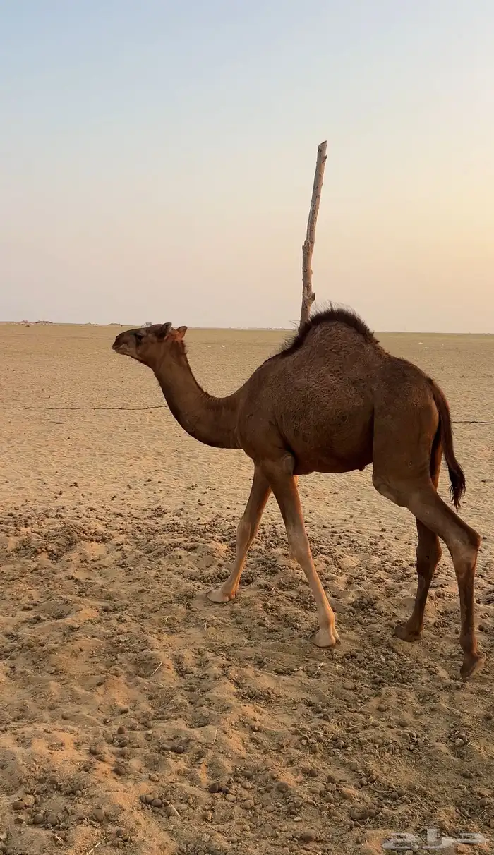 قعدان للبيع 1