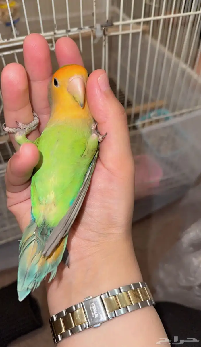 طيور روز للبيع ابها لايجي إلا جاد لو سمحتو 8