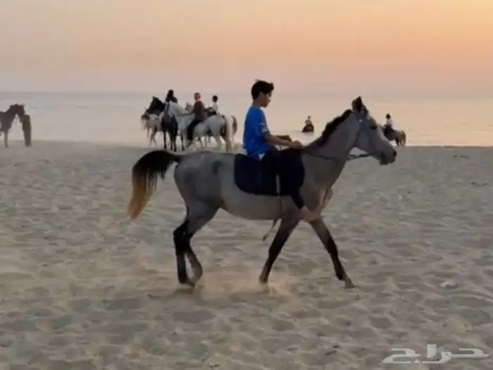 خيل شعبي 0