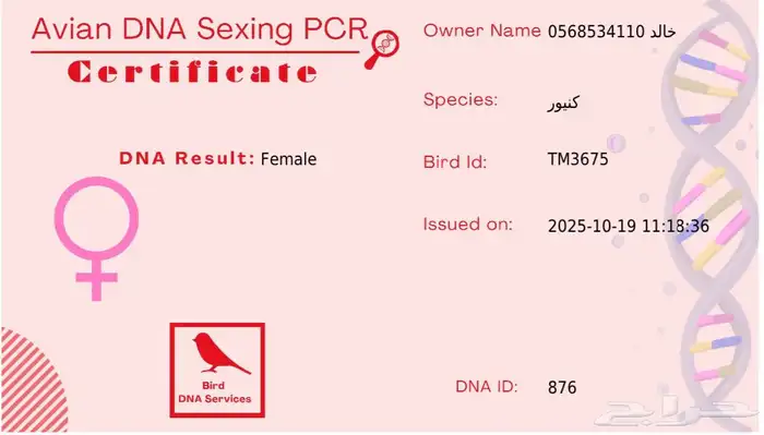 زوج كنيور منتج 3