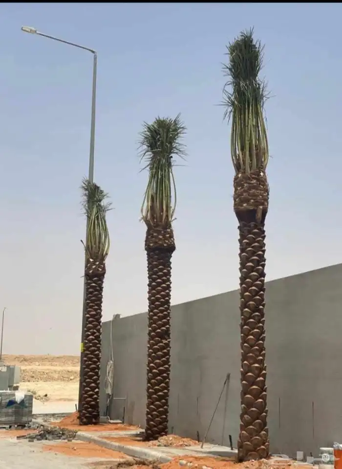 يتوفر لدينا جميع انواع النخل عربي ووشنطني للبيع ج 5