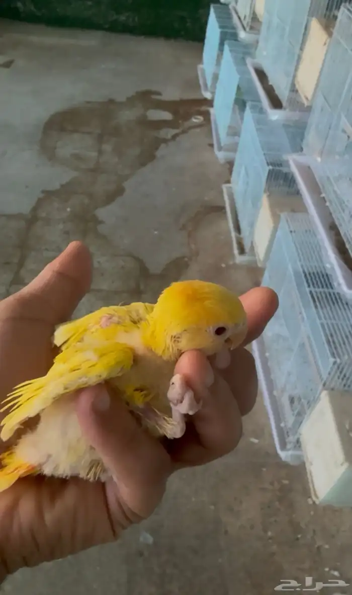فرخين روز ماشاءالله صحه ونضافه اورنج والبينو 1
