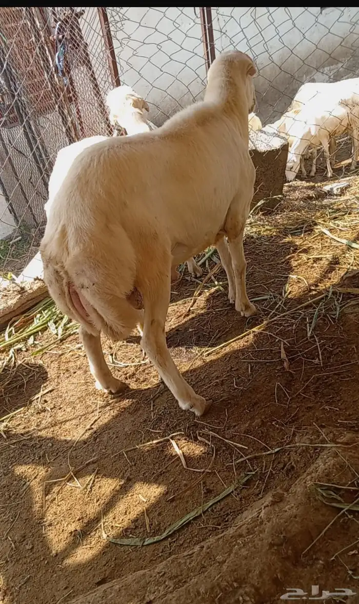كبش للبيع 1