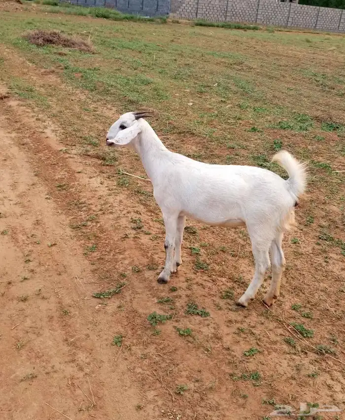 للبيع عناق بيشه 1