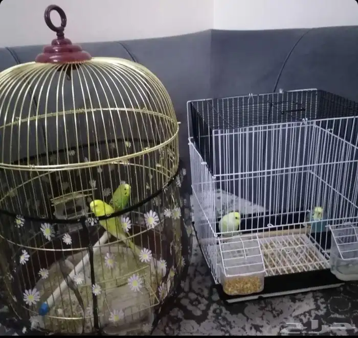 طيور بأقفاصها 1