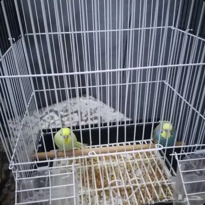 طيور بأقفاصها 0