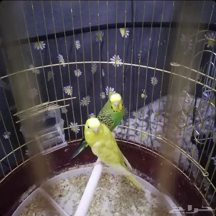 طيور بأقفاصها 2