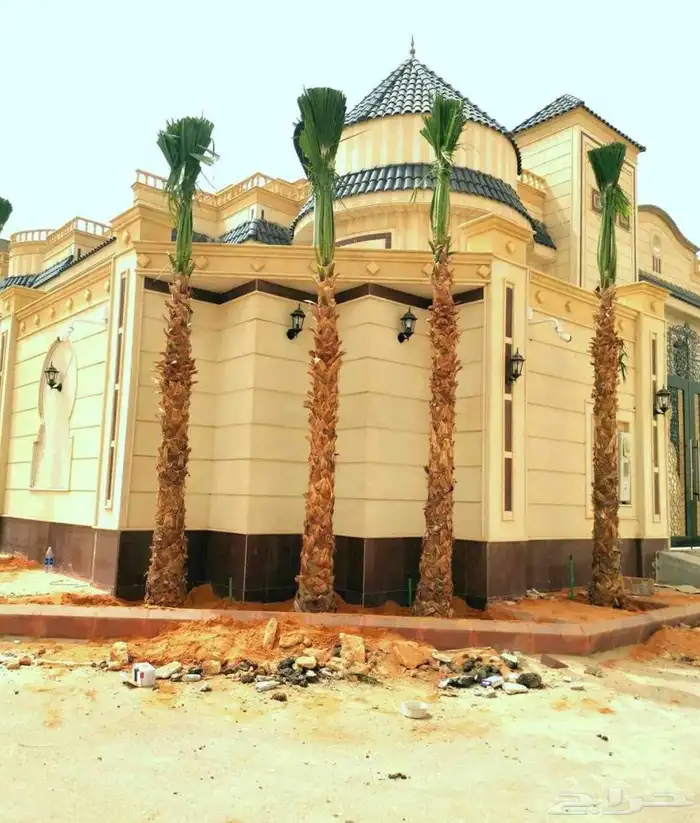 يوجد لدينا نخل وشنطني زينه جميع المقاسات ونخل عربي مثمره 5