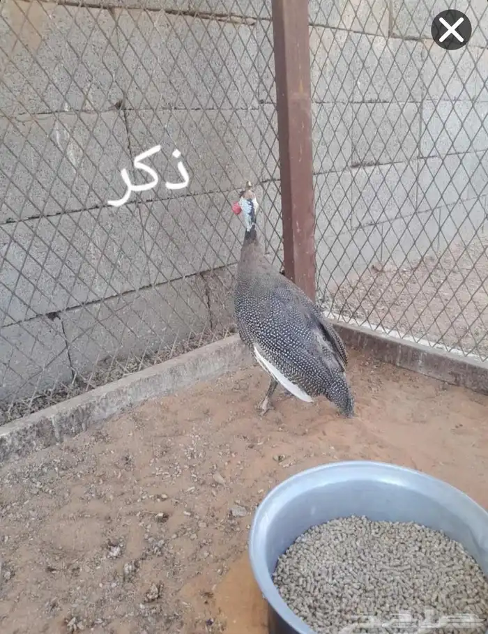 للبيع دجاج حبشي 1 ذكر 2اناثي 1