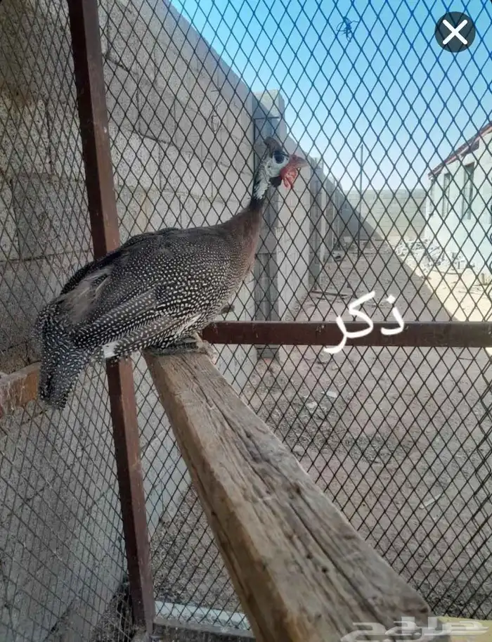 للبيع دجاج حبشي 1 ذكر 2اناثي 4