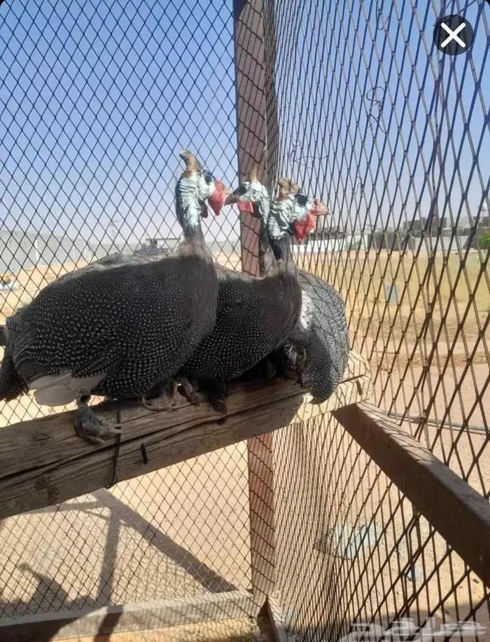 للبيع دجاج حبشي 1 ذكر 2اناثي 2