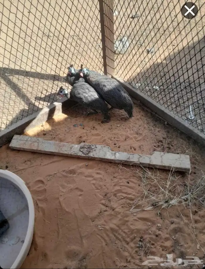 للبيع دجاج حبشي 1 ذكر 2اناثي 0