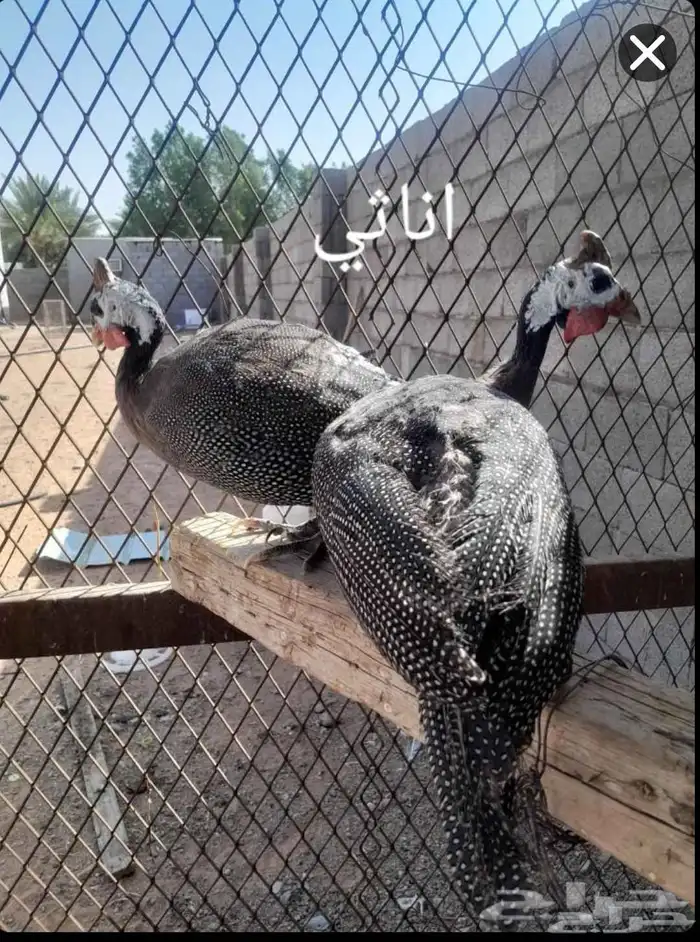 للبيع دجاج حبشي 1 ذكر 2اناثي 3