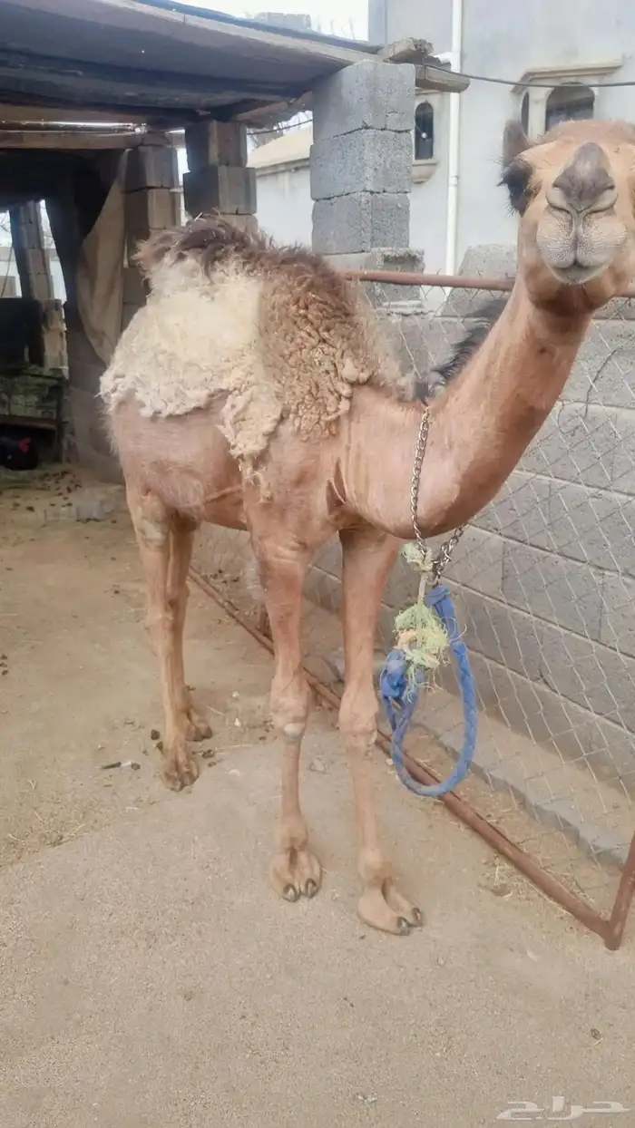 بكره للبيع عمرها سنتين 2