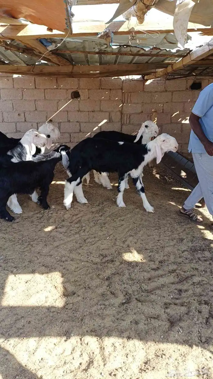 طليان نجد صنف 4