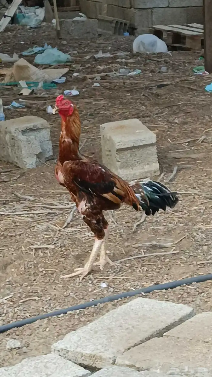 ديك باكستاني 1