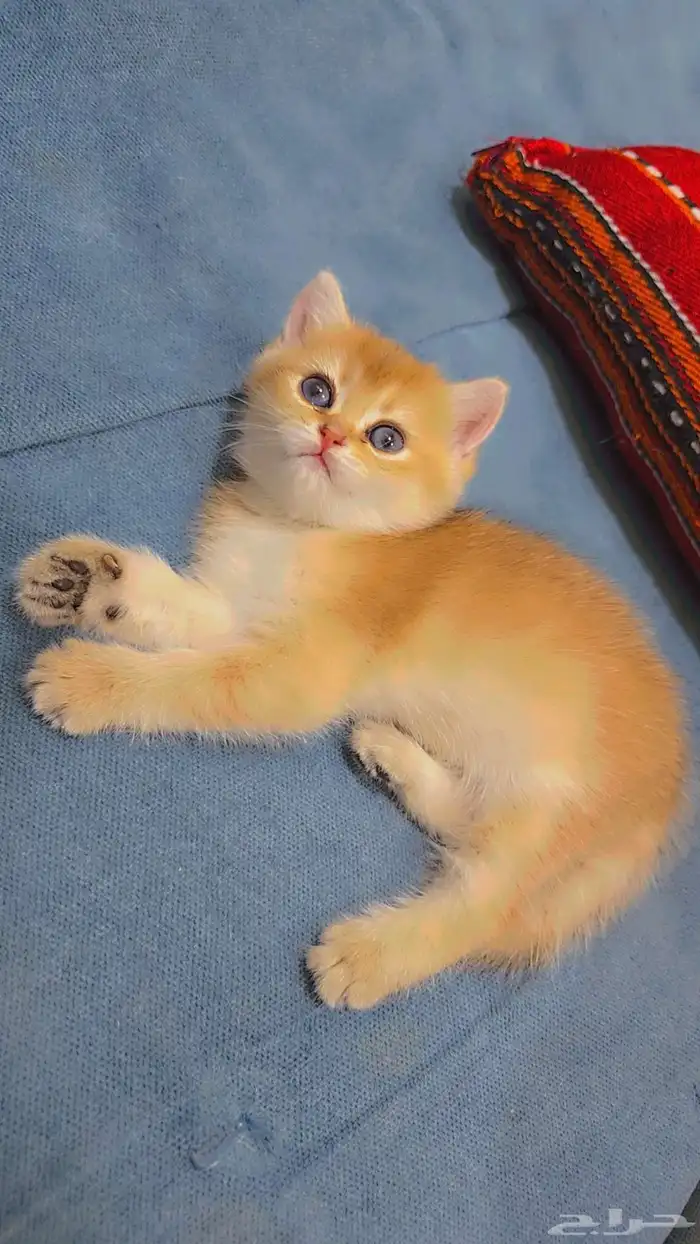 كيتن سكوتش ستريت قولد من نسل ابسولو للبيع 6