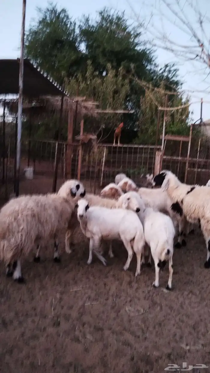 رفيديه معها طلي الفحل نعيمي عمره حول ثلاث شهور للبيع اعلا سو 6
