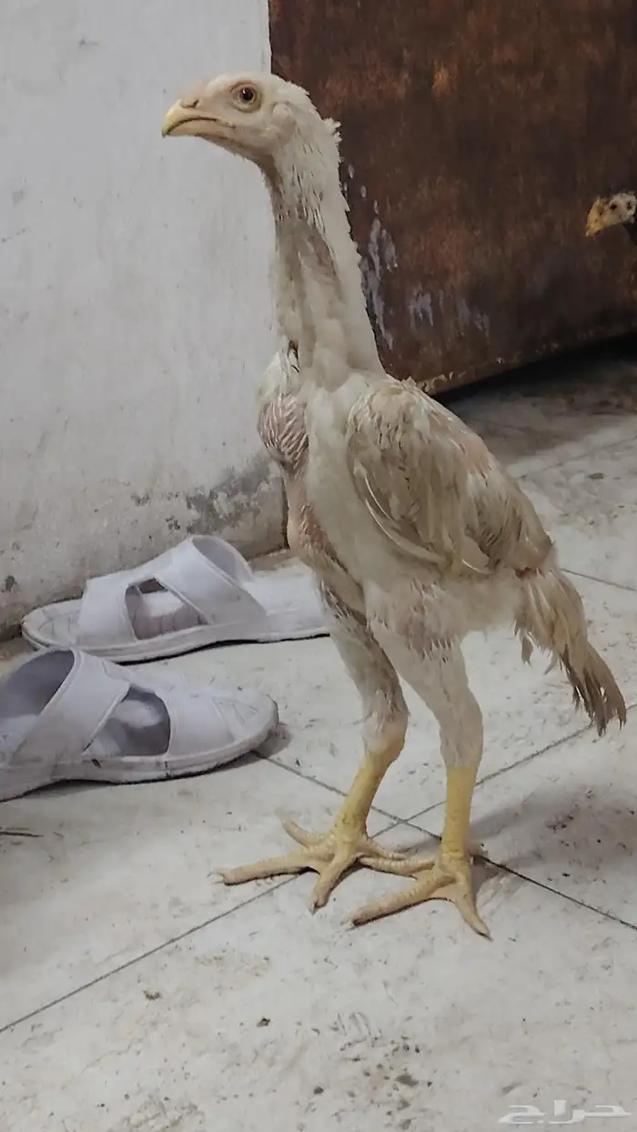shamo chicks age 2.5 months reasonable price 0