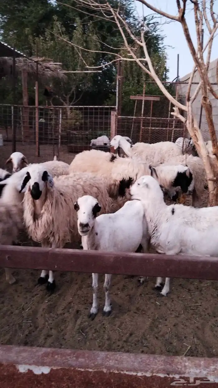 رفيديه معها طلي الفحل نعيمي عمره حول ثلاث شهور للبيع اعلا سو 7