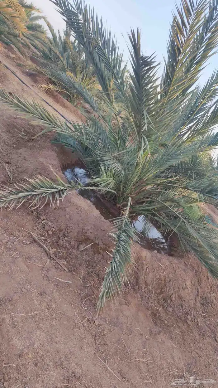 اي نفر ابغى اسوي حفره كلم 6