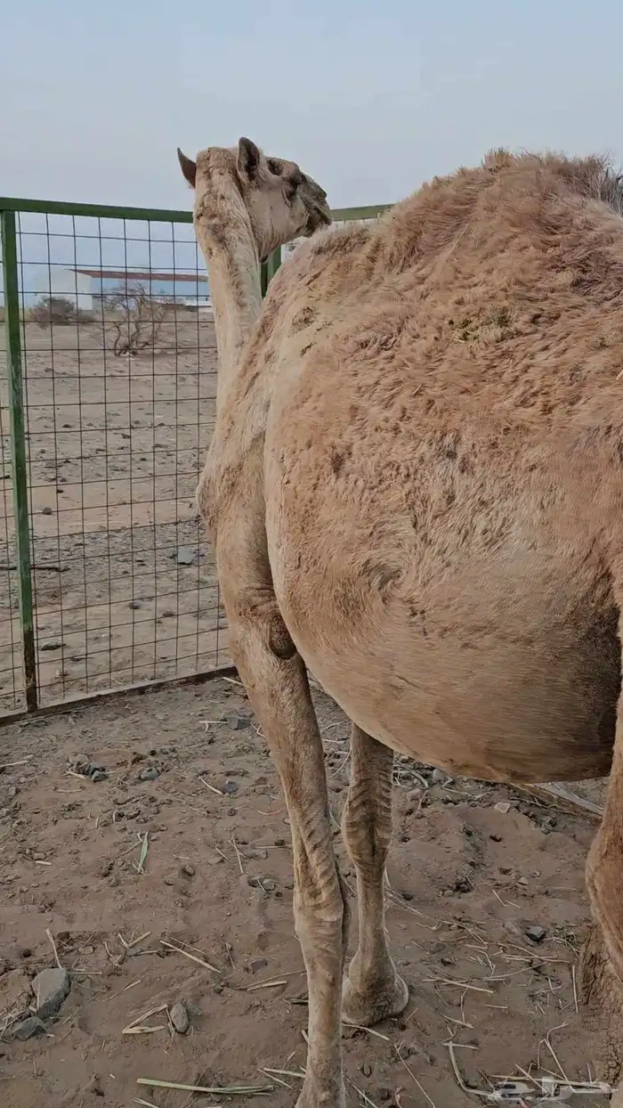 ملاقي مشروطه 3